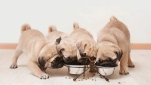 Norm of dry food for puppies: calculation table, frequency and feeding rules