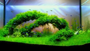 Aquarium decoration: beautiful do-it-yourself design