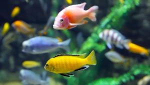 Description of the species of cichlids