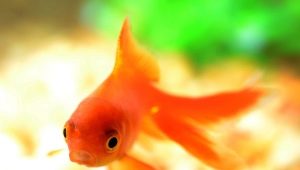 Orange aquarium fish: varieties, selection and care