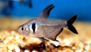 Ornatus: varieties and recommendations for content