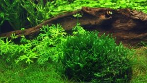 Hepatic moss in an aquarium: how to plant and properly care for it?