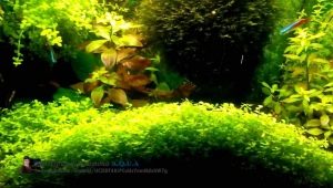 Ground cover plants in an aquarium