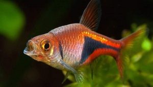 Cuneiform spot analysis: description and subtleties of care