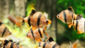 Breeding barbs at home
