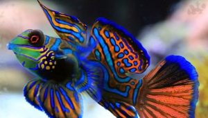 Mandarin fish: description, care and breeding
