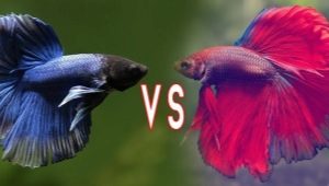 Cockerel fish: varieties, selection, care and breeding of fighting fish
