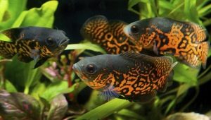 Who does astronotus get along with in an aquarium?