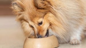 How much feed per day should dogs be given?