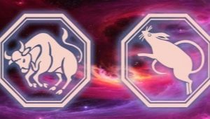 Bull and Rat Compatibility