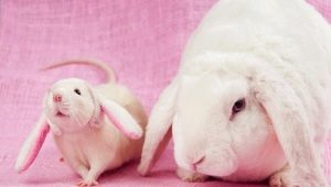 Compatibility of the Rabbit (Cat) and the Rat according to the eastern calendar