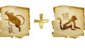 Compatibility of Rats and Monkeys in friendship, work and love