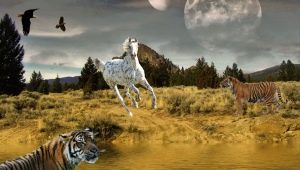 Tiger and Horse compatibility in friendship, work and love
