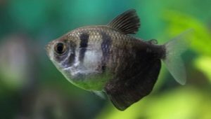 Ternia: characteristics, characteristics of the content and reproduction