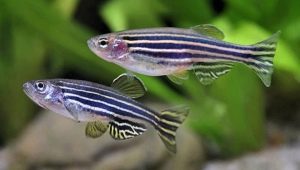 The subtleties of keeping zebrafish