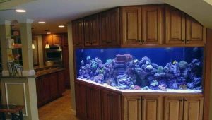 Corner aquariums: varieties, selection, arrangement, settlement