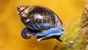 Fiza snail: description and content