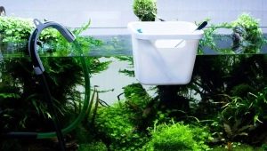 Water for the aquarium: which can be poured and how to do it?