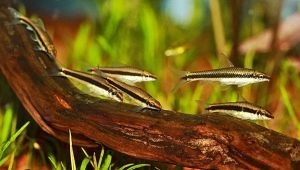 Algae eaters: species of fish, compatibility and content