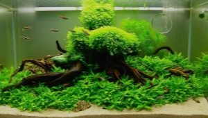 Everything for the aquarium: from equipment to decor