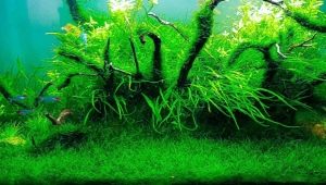 Javanese moss in an aquarium: how to grow and fix?