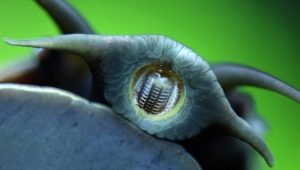 Snail's teeth: how many are there and how are they located?