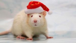 1960 - the year of which animal and what is characteristic of it?