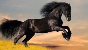 1978 - the year of which animal and what are its distinctive features?