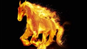 2026 - what year of the animal and what does it mean?