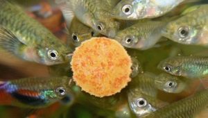 How and what to feed a guppy?