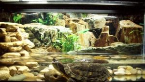 How to equip an aquarium for turtles?