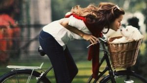 Baskets for dogs on a bicycle: varieties, features of choice