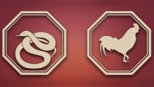 Snake and Rooster compatibility in various fields