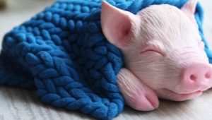 2019 is the year of which animal and what is characteristic of it?