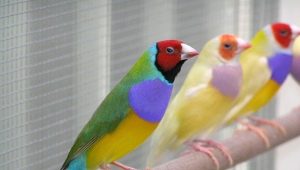 Amadins Gould: keeping and breeding at home