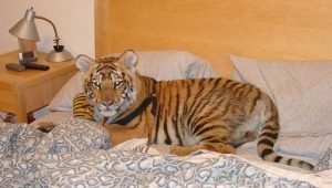 Wild Pets: Pros, Cons, and Features