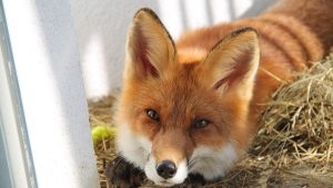 Domestic fox: how many years live, what to feed and how to keep?