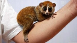 Exotic pets: list of pets and secrets of their keeping