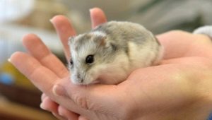 What kind of animal can I get at home?