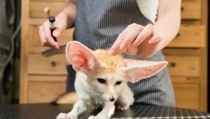 The most unusual pets