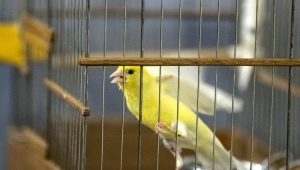 How many years canaries live and what does it depend on?