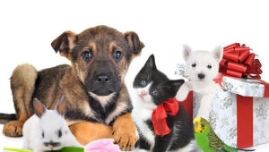 What is pet care?