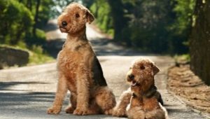 All about terriers