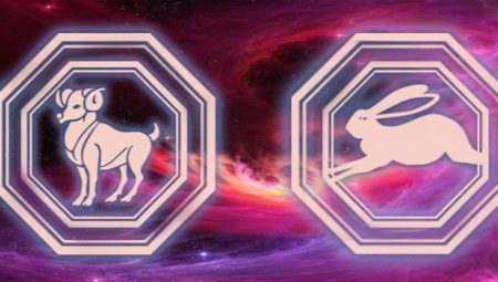 Tavşan Koç erkek karakteristiği