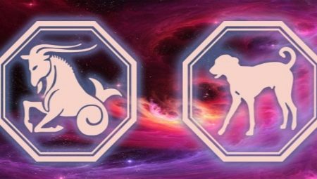 Aries Dog: Feature and Compatibility