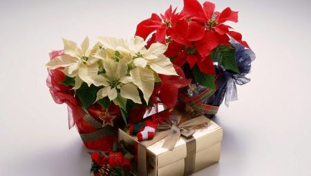 What to give a colleague for the wedding from the team?