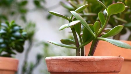Arbre de diners: què és i com plantar-lo correctament perquè es trobin diners?