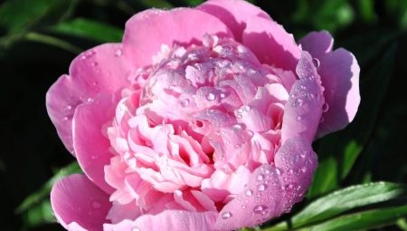 Peonies: what do they symbolize and how to arrange them in feng shui?
