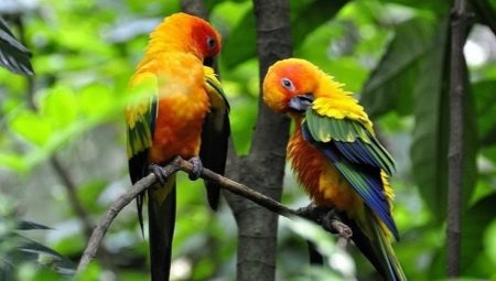 Aratinga: characteristics, types, rules of care