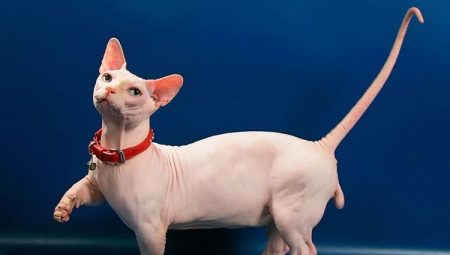 Bambino: description of cats and cats, care and feeding